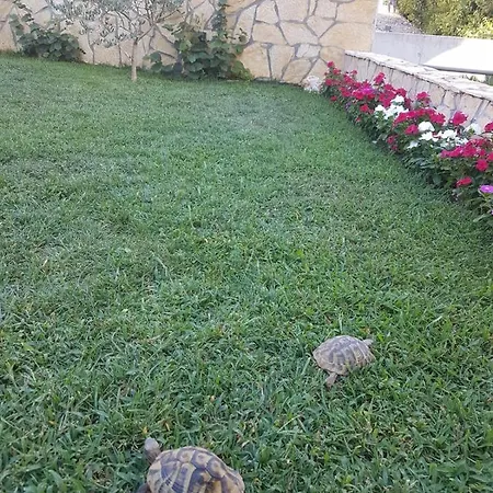 Damir Gradac (Split-Dalmatia)