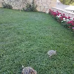 Damir Gradac (Split-Dalmatia)